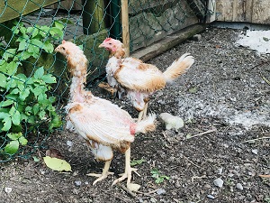 Hühner_Bodenhaltung