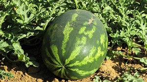 Wassermelone_Frucht